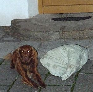 Laika bewacht das Buffet